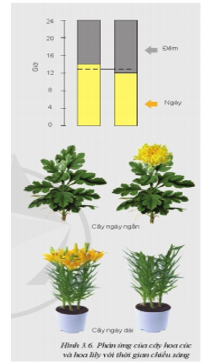 Dựa vào các Hình 3.4 đến 3.6, em hãy phân tích mối quan hệ giữa ánh sáng với cây trồng (ảnh 2)