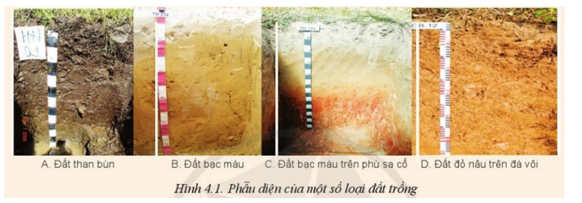 Em hãy đưa ra nhận xét về hình thái của phẫu diện một số loại đất trồng trong Hình 4.1 (ảnh 1)