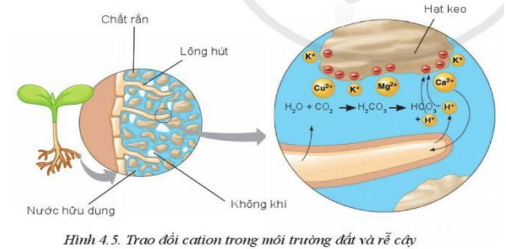 Quan sát Hình 4.5 và mô tả cơ chế trao đổi ion giữa keo đất và rễ cây (ảnh 1)