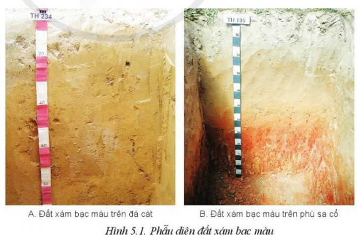 Quan sát Hình 5.1 và cho biết đặc điểm của đất xám bạc màu trên đá cát và trên phù sa cổ (ảnh 1)