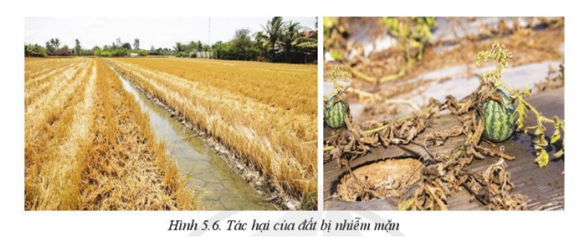 Đất bị nhiễm mặn ảnh hưởng như thế nào đến cây trồng trong Hình 5.6 (ảnh 1)