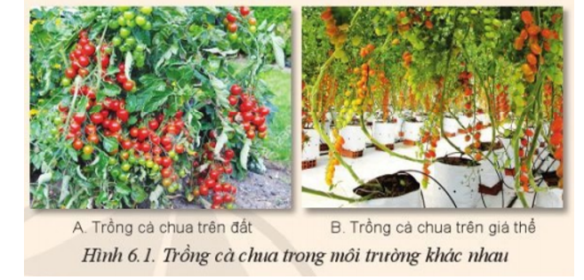 Cho biết sự khác nhau về môi trường sống của cây cà chua trong Hình 6.1A và 6.1B (ảnh 1)