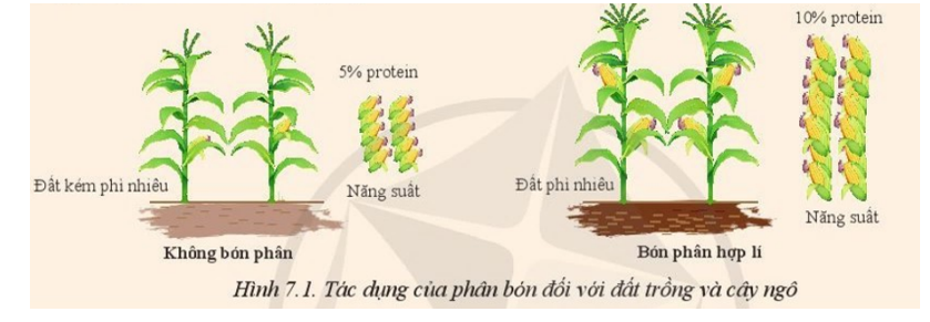 Quan sát Hình 7.1 và cho biết phân bón ảnh hưởng như thế nào đến độ phì nhiêu của đất trồng, năng suất và chất lượng ngô (ảnh 1)