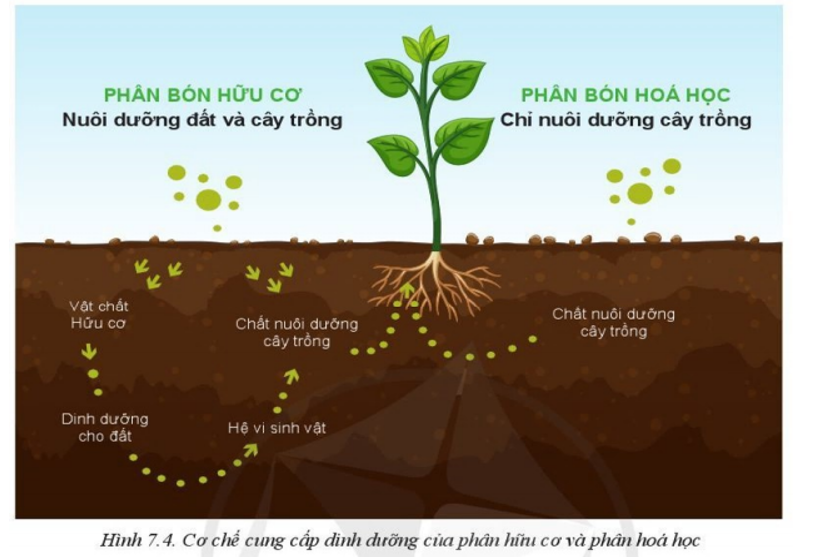 Quan sát Hình 7.4 và cho biết sự khác nhau về cơ chế cung cấp dinh dưỡng của phân  hoá học và phân hữu cơ (ảnh 1)