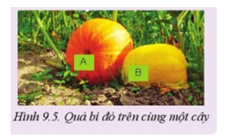 Quan sát Hình 9.5 và giải thích vì sao lại có sự khác nhau về màu sắc của hai quả bí đỏ A và B trên cùng một cây. (ảnh 1)