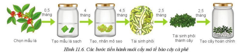 Quan sát Hình 11.6 và nêu các bước nhân giống cây cà phê bằng nuôi cấy mô tế bào (ảnh 1)