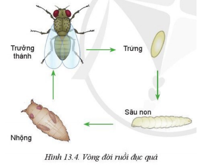 Nghiên cứu mục 2.3 và quan sát Hình 13.4, hãy mô tả đặc điểm hình thái và tập tính sinh học của ruồi đục quả (ảnh 1)