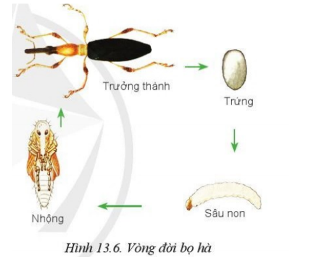Quan sát Hình 13.6 và nghiên cứu mục 2.5 mô tả đặc điểm hình thái và tập tính sinh học của bọ hà (ảnh 1)