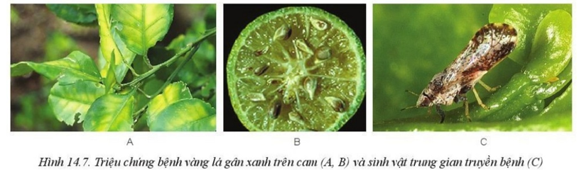 Quan sát Hình 14.7 và mô tả triệu chứng của bệnh vàng lá gân xanh hại cam (ảnh 1)