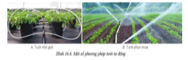 Hãy quan sát Hình 16.6 và cho biết phương pháp tưới nước phun mưa và tưới nhỏ giọt thích hợp cho những loại cây trồng nào (ảnh 1)