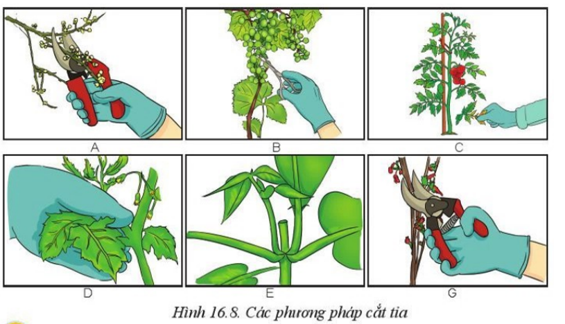 Em hãy gọi tên và mô tả các biện pháp cắt tỉa cho cây trồng trong Hình 16.8 (ảnh 1)