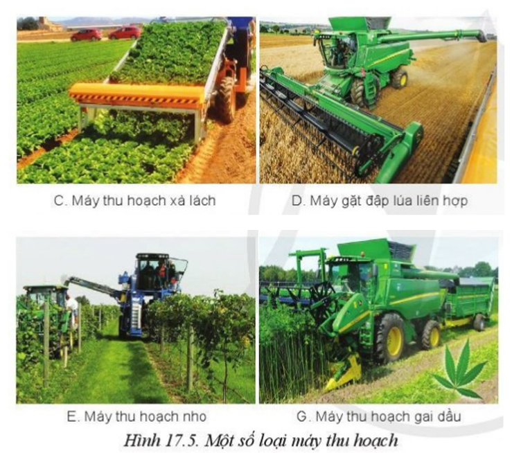 Các loại máy thu hoạch ở Hình 17.5 có thể sử dụng để thu hoạch các loại cây trồng nào khác (ảnh 2)