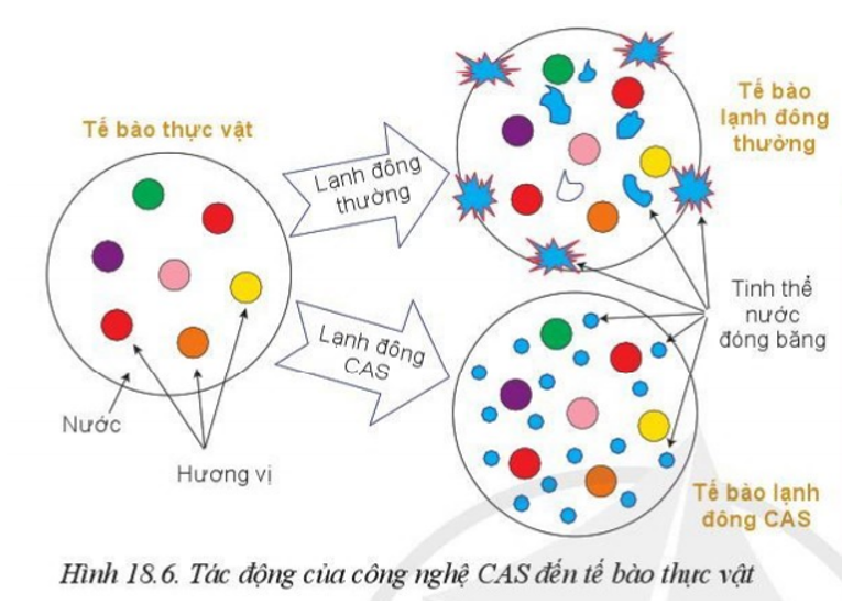 Quan sát hình 18.6, cho biết tinh thể nước đóng băng ở tế bào lạnh đông thường khác với ở tế bào lạnh đông CAS như thế nào (ảnh 1)