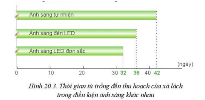 Quan sát Hình 20.3 và cho biết trồng xà lách sử dụng ánh sáng LED đơn sắc rút ngắn thời gian được bao nhiêu ngày so với ánh sáng tự nhiên?  Vì sao (ảnh 1)
