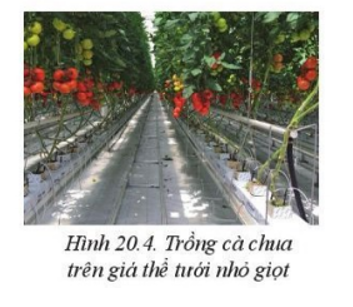 Quan sát hình 20.4, cho biết loại cây trồng nào khác có thể  trồng và áp dụng công nghệ tương tự như cà chua (ảnh 1)