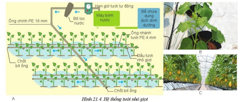 Quan sát Hình 21.4 và nêu loại cây trồng ở địa phương em có thể ứng dụng hệ thống tưới nhỏ giọt để trồng cây (ảnh 1)