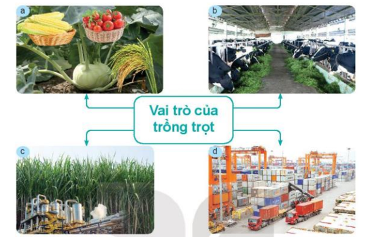 Trình bày vai trò, triển vọng của trồng trọt. Kể tên một số nhóm cây trồng phổ biến ở Việt Nam. (ảnh 1)