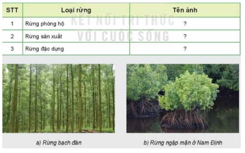 Xác định từng loại rừng phù hợp với mỗi ảnh trong Hình 7.3 theo mẫu bảng dưới đây (ảnh 1)
