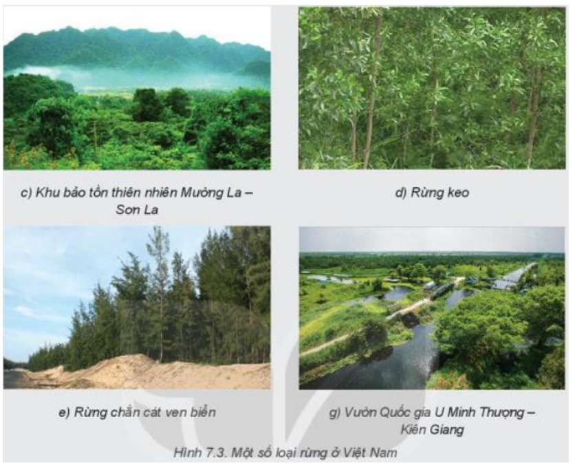 Xác định từng loại rừng phù hợp với mỗi ảnh trong Hình 7.3 theo mẫu bảng dưới đây (ảnh 2)
