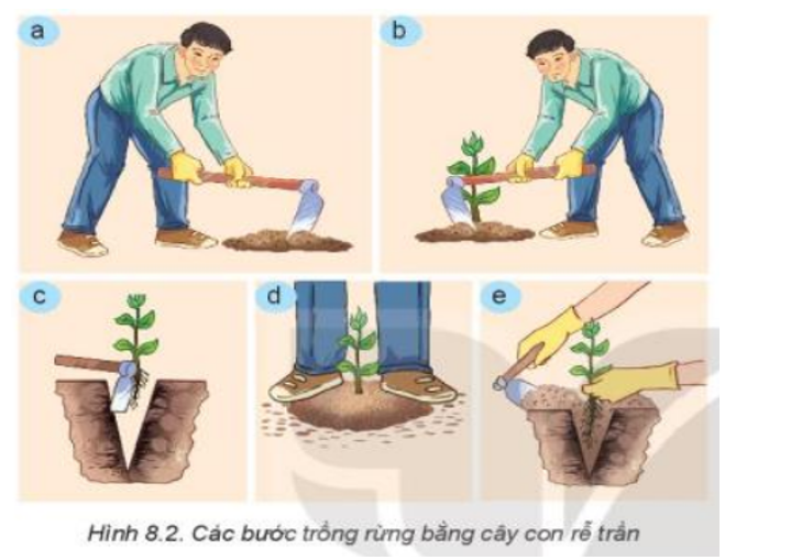 Sử dụng các cụm từ gợi ý sau đây để điền vào từng bước thích hợp trong Hình 8.2: đặt cây vào hố, đào hố trồng cây, nén đất, vun gốc, lấp đất kín gốc cây (ảnh 1)