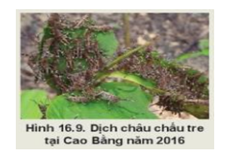 Năm 2016 – 2017 đã xảy ra dịch châu chấu tre tại Cao Bằng, Sơn La với mật độ từ 500 đến 1000 con/m2 (ảnh 1)