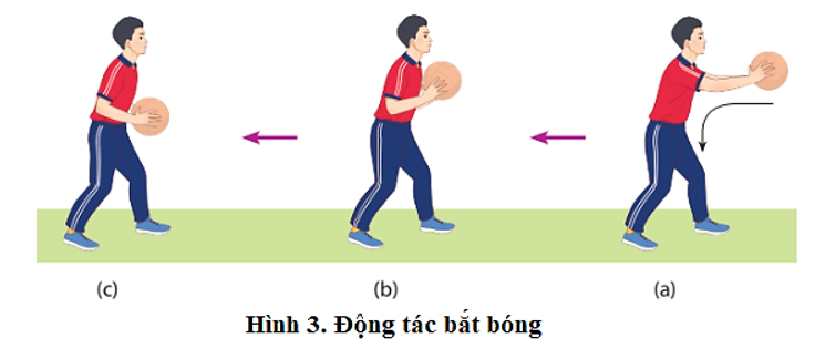Vận dụng kĩ thuật chuyền, bắt bóng bằng hai tay trước ngực để rèn luyện sức khỏe và nâng cao cảm giác chuyền, bắt bóng (ảnh 2)