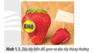 Một trong những thành tựu của ngành Sinh học là tạo ra các loài sinh vật biến đổi gene (Genetically Modified Organism – GMO) (ảnh 1)