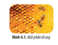 Hình 4.1 cho thấy tổ ong được cấu tạo từ những khoang nhỏ. Mỗi khoang nhỏ này được dùng làm nơi dự trữ thức ăn, chứa trứng hay ấu trùng (ảnh 1)