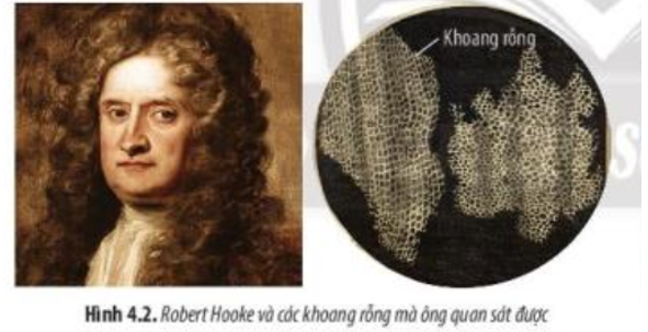 Các khoang rỗng nhỏ cấu tạo nên vỏ bần của cây sồi mà Robert Hooke phát hiện ra được gọi là gì (ảnh 1)