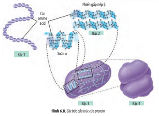 Ảnh hưởng của cấu trúc bậc 1 đến chức năng protein