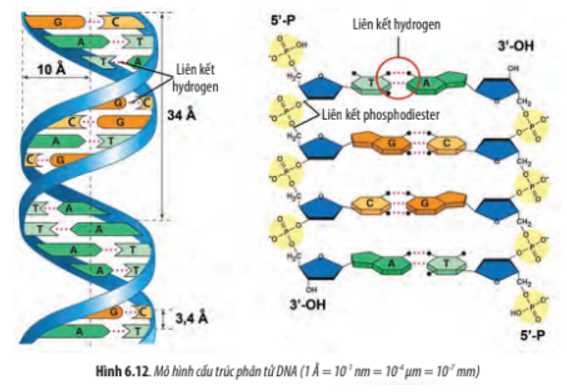 Quan sát Hình 6.12, hãy cho biết mạch polynucleotide được hình thành như thế nào. Xác định chiều hai mạch của phân tử DNA (ảnh 1)