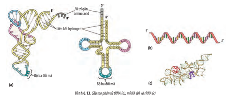 Quan sát Hình 6.13, hãy lập bảng phân biệt 3 loại RNA dựa vào các tiêu chí sau: dạng mạch, số liên kết hydrogen, cấu trúc phân thùy, cấu trúc xoắn cục bộ (ảnh 1)