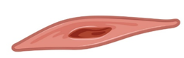 Hãy sưu tầm tranh ảnh về một số loại tế bào ở người (tế bào biểu mô ruột non, tế bào hồng cầu, tế bào cơ,…). Nhận xét và giải thích về (ảnh 4)