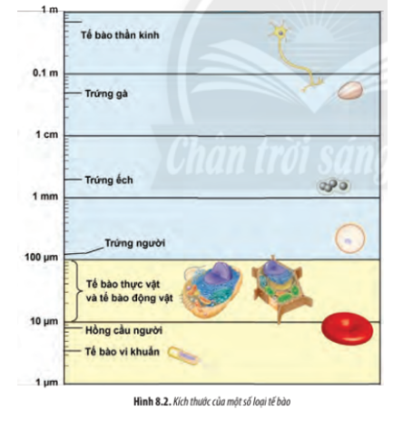 Hãy so sánh kích thước của tế bào nhân sơ và tế bào nhân thực (ảnh 1)