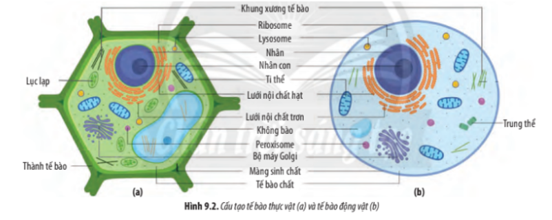 Dựa vào Hình 9.2, hãy lập bảng so sánh cấu tạo tế bào thực vật và động vật (ảnh 1)
