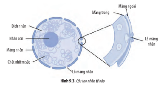 Dựa vào Hình 9.3, hãy cho biết: a) Các đặc điểm của màng nhân. b) Vai trò của lỗ màng nhân. c) Những thành phần bên trong nhân tế bào (ảnh 1)