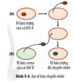 Loại bỏ nhân của tế bào trứng thuộc cá thể A (a), sau đó, chuyển nhân từ tế bào soma của cá thể B (b) vào. Nuôi cấy tế bào (ảnh 1)