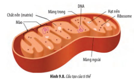 Dựa vào Hình 9.8, hãy: a) Mô tả cấu tạo của ti thể. b) Cho biết diện tích màng ngoài và màng trong của ti thể khác nhau như thế nào (ảnh 1)
