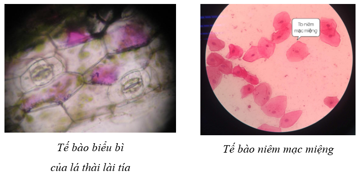 Vẽ và chú thích các thành phần của tế bào thực vật và tế bào động vật quan sát được (ảnh 1)