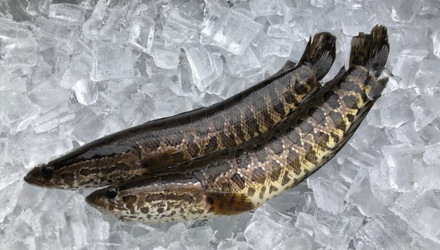 Cho hình ảnh sau:Miền Bắc nước ta gọi đây là cá quả, miền Nam gọi đây là cá lóc, một số địa phương khác gọi là cá chuối. (ảnh 1)