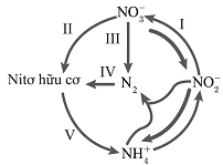 Hình sau mô tả chu trình nitơ (ảnh 1)