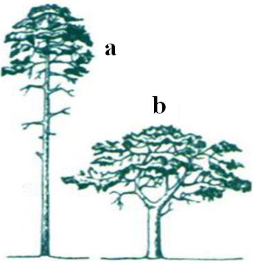 Quan sát hình bên và hãy xác định cây nào (a hoặc b) mọc trong rừng với mật độ cây dày đặc, cây nào mọc nơi trống trải? Cho biết cây a và cây b là cùng một loài. (ảnh 1)