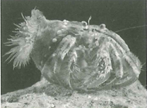 Hình ảnh một số loài cua biển (ảnh 1)