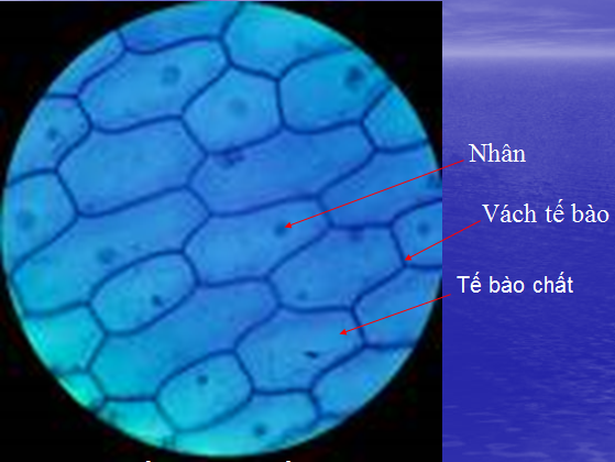 Kết quả a) Mô tả kết quả quan sát tế bào nhân sơ và tế bào nhân thực, vẽ vào vở hình tế bào quan sát được. (ảnh 2)