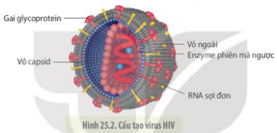 Quan sát hình 25.2 và hình 25.4, cho biết điểm giống và khác nhau giữa virus cúm và HIV. (ảnh 1)