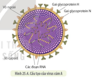 Quan sát hình 25.2 và hình 25.4, cho biết điểm giống và khác nhau giữa virus cúm và HIV. (ảnh 2)