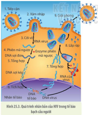 Dựa vào hình 25.3, hãy vẽ sơ đồ mô tả quá trình nhân lên của virus cúm trong tế bào người (lưu ý virus cúm không thích hợp vào hệ gene của tế bào người như HIV). (ảnh 1)