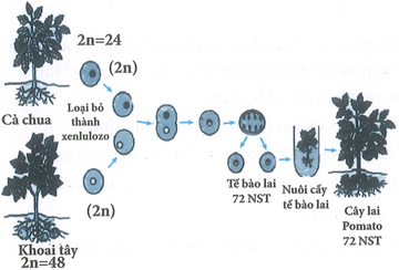 Phân tử xenlulozơ được tạo nên từ nhiều gốc  Trắc nghiệm hóa học lớp 12
