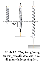 Đồ thị hình 2.9 biểu diễn mối quan hệ giữa lực tác dụng vào đầu dưới lò xo và độ giãn của nó (như thí nghiệm trên hình 2.5) với bốn lò xo A, B, C, D. (ảnh 2)