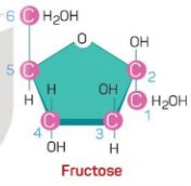 Tại sao cùng có chung công thức cấu tạo C6H12O6  nhưng glucose và fructose lại có vị ngọt khác nhau? (ảnh 2)